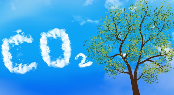 Dựng[-]lại[-]rừng[-]để[-]cứu[-]trái[-]đất?